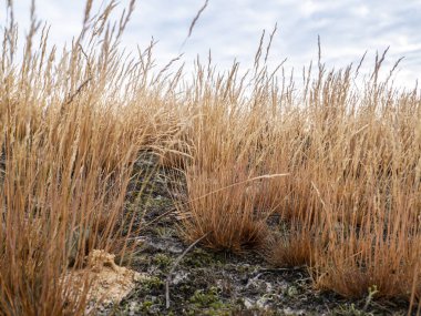 Bulutlu gökyüzünün arka planında kuru otlar var. Çöl bitkileri. Hava bulutlu. Doğa manzarası. Arkaplan resmi. Manzara görüntüsü. Manzaraya hayran kaldım. Fotoğraf..