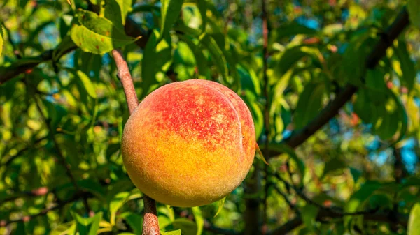 Peach Fruit Tree Branch Garden Food Photo Harvesting Peach Orchard — Stock Photo, Image