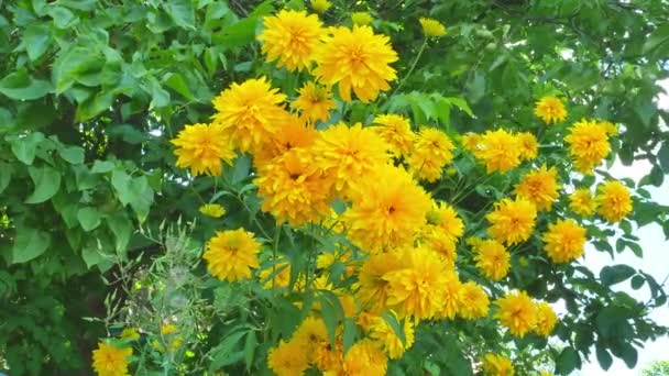 Желтые цветы георгины раскачиваются на ветру. — стоковое видео