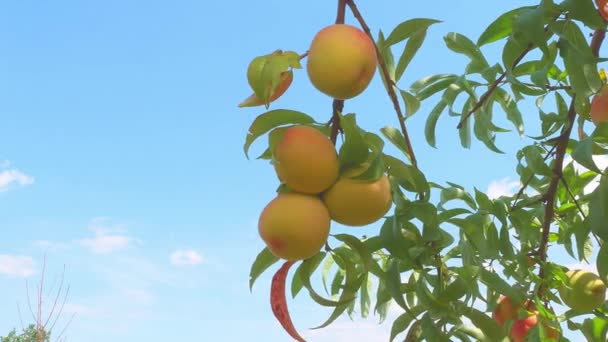 A branch with a peach swaying in the wind. — Stock Video