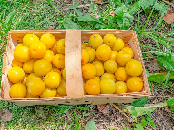 Yellow plum fruits in a wooden basket. Food photo. Harvesting the yellow plum. Orchard. Vegetarian food. Healthy life. Agriculture. Place for text. Background image. Shop window photo.