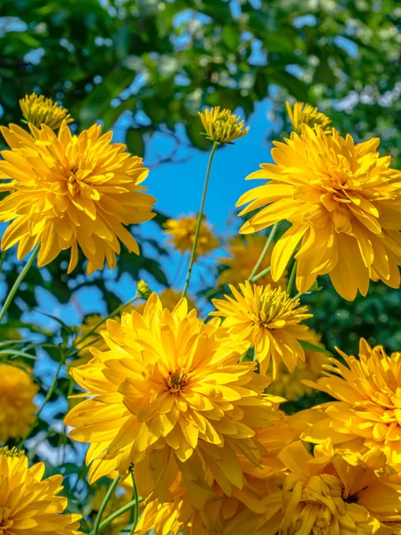 Gelbe Dahlien Blühen Vor Dem Blauen Himmel Blumenbeet Hintergrundbild Floristik — Stockfoto