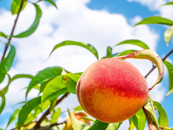 Peach Fruit Background Blue Sky Harvesting Peaches Garden Food Photo — Stock Photo, Image