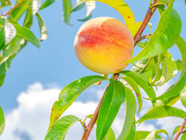 Peach Fruit Background Blue Sky Harvesting Peaches Garden Food Photo — Stock Photo, Image