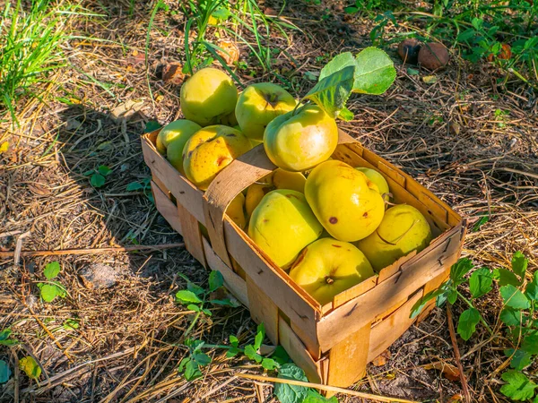 Fruit apples are collected in a wooden box. Harvesting apples in the garden. Food photo. Fruit juice. Agriculture. Vegetarian food. Vitamins. Tree branches. Background image.