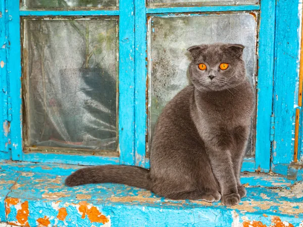 A gray fold Scottish cat with orange eyes sits on a windowsill. Thoroughbred cat. Pets. Kittens. Look into the lens. Predatory animals of the kitten family. Background image. Place for text. Pet Shop.