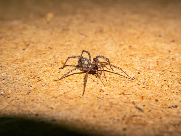 一只褐色的蜘蛛爬到一张木制桌子上 宏观照片 蜘蛛昆虫 昆虫的爪子 背景图像 文字的位置 影子Shadow 万圣节 — 图库照片