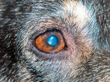 Köpeğin bir gözü yakın mesafeden çekiliyor. Evcil köpekler. Hayvan gözü. Yavru köpek. Hayvanlar Dünyası. Objeye bak. Arkaplan resmi. Veteriner kliniği.