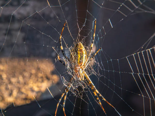 蜘蛛坐在阳光下的网上 World Wide Web 动物世界蜘蛛的爪子 背景图像 放在你的文字位置上 — 图库照片