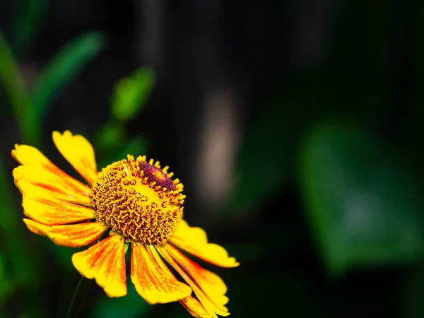 Nahaufnahme Einer Gartenblume Aus Gelenium Blüte Blumenbeet Floristik Vorlage Mit — Stockfoto