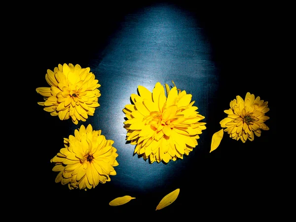 Żółte Kwiaty Dahlii Czarnym Tle Kwitnące Kwiaty Żółte Płatki Obraz — Zdjęcie stockowe
