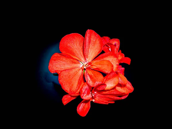 Czerwone Kwiaty Pelargonii Czarnym Tle Kwitnące Kwiaty Czerwone Płatki Obraz — Zdjęcie stockowe