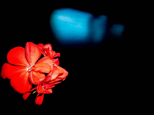 Czerwone Kwiaty Pelargonii Czarnym Tle Kwitnące Kwiaty Czerwone Płatki Obraz — Zdjęcie stockowe