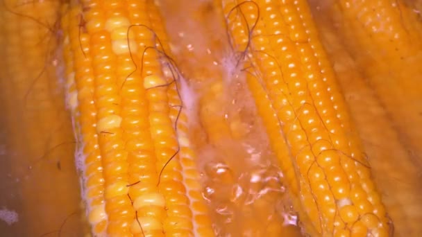 옥수수를 냄비에 삶습니다 음식을 옥수수 비디오 — 비디오