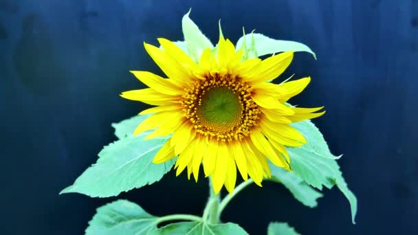 Sunflower Flower Sways Wind Black Background Sunflower Harvest Home Kitchen — Stock Video