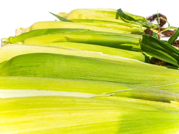 Kukorica Betakarítása Fehér Alapon Történik Ételfotó Mezőgazdaság Kukoricát Aratok Hirdetési — Stock Fotó