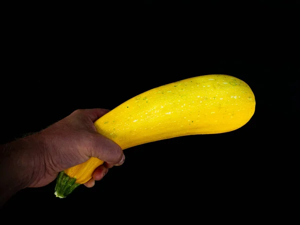 Vegetable marrow in hand on a black background. Food photo. Vegetarianism. Vitamins in vegetables. Cooking zucchini boluda. Harvesting. Agriculture. Menu of dishes. Background image. Black background.