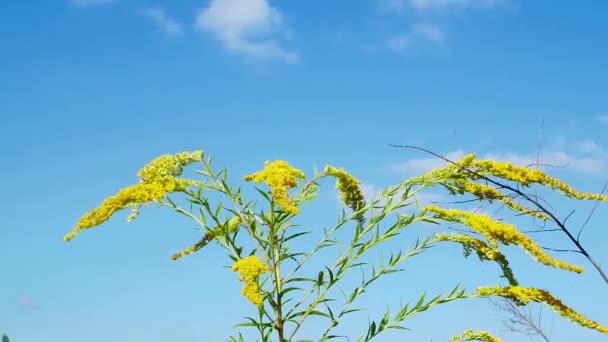 Fiori Selvatici Ondeggiano Nel Vento Contro Cielo Blu Paesaggio Nuvoloso — Video Stock