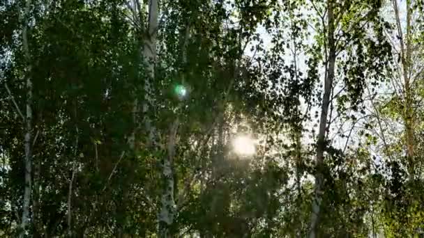 Die Sonne Durch Die Birkenzweige Wind Birkenhain Sonnenstrahlen Sommerzeit Wilde — Stockvideo