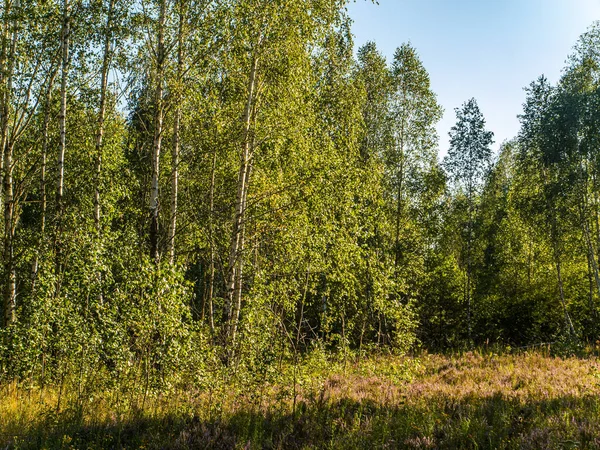 Rami Verdi Una Betulla Contro Cielo Azzurro Birch Grove Fogliame — Foto Stock