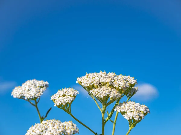 Flores Brancas Contra Céu Azul Flores Floridas Dia Verão Limpo — Fotografia de Stock