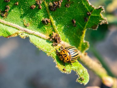 Yeşil bir yaprak üzerinde çizgili Colorado patates böceği. Colorado patates böceği. Tarımsal bir alanda böcek paraziti. Tarım faaliyetleri. Çiftlik. Arkaplan resmi. Makro fotoğraf.