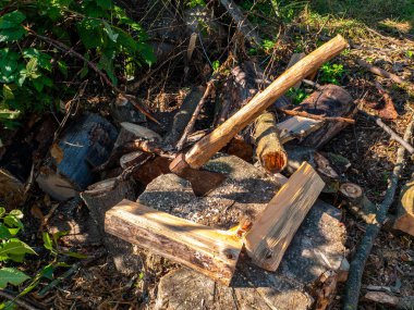 Tahta saplı demir bir baltayla odun kesmek.