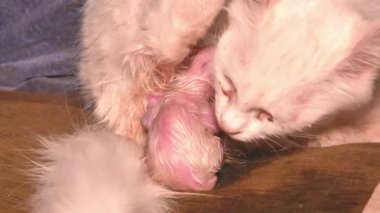 Yeni doğmuş beyaz kedi yavruları. Kör kediler. Evcil kediler. Kedi, doğan yavrulara bakar. Evcil hayvanlar. Hayvanlar Dünyası. Yeni bir hayat. Video.