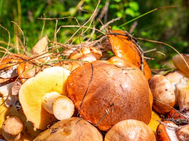 Yenebilir orman mantarı yağlı. Orman yemeği. Orman mantarı yağlı toplama mevsimi. Doğal arka plan. Arkaplan resmi.