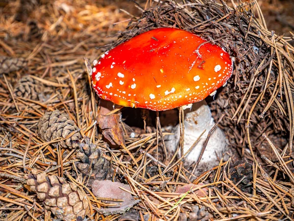 Poisonous mushroom red fly agaric in natural forest conditions. Dangerous poisonous red fly agaric. Bend picking season in the pine forest. Pine needles. Natural background. Background image.
