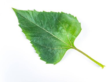 Beyaz arka planda yeşil bir ayçiçeği yaprağı. Ayçiçekleri tarım ürünleri. Bir bitkinin yeşil yaprağı. Arkaplan resmi. Metnin için yer.