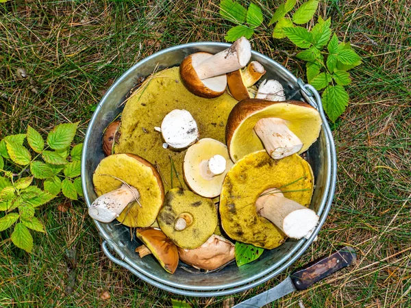 The season for picking porcini mushrooms in the forest. Edible porcini mushroom. Forest harvest. Mushroom cap. Pine forest. Background image. Natural background.