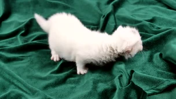 Σέρνεται Μικρό Λευκό Οικιακό Γατάκι Ένα Πράσινο Κρεβάτι Οικιακές Γάτες — Αρχείο Βίντεο