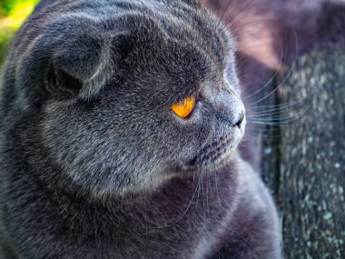Turuncu gözlü bir İskoç kedisinin portresi. Gri İskoç Katliamı. İngiliz kedi cinsi. Kahverengi gözlü kedi yavrusu. Evcil hayvanlar. Yavru kedi ailesinin yırtıcıları. Sokakta evcil hayvanlar. Arkaplan resmi.