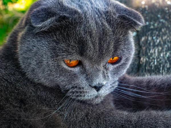 Turuncu gözlü bir İskoç kedisinin portresi. Gri İskoç Katliamı. İngiliz kedi cinsi. Kahverengi gözlü kedi yavrusu. Evcil hayvanlar. Yavru kedi ailesinin yırtıcıları. Sokakta evcil hayvanlar. Arkaplan resmi.