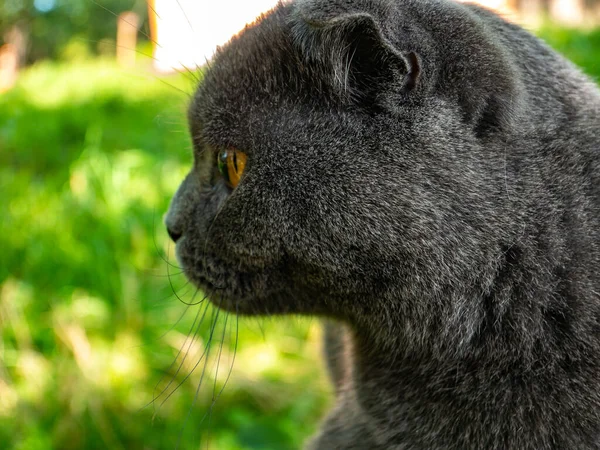 Portrait of a Scottish Fold cat with orange eyes. Gray Scottish Fold. British cat breed. Kitten with brown eyes. Pets. Predators of the kitten family. Pets on the street. Background image.