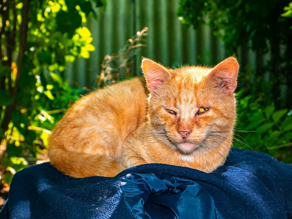 A ginger cat is lying on a chair. The ginger cat is resting. Pets. Predators of the kitten family. Pets on the street. Background image. Outdoors. Sunlight.