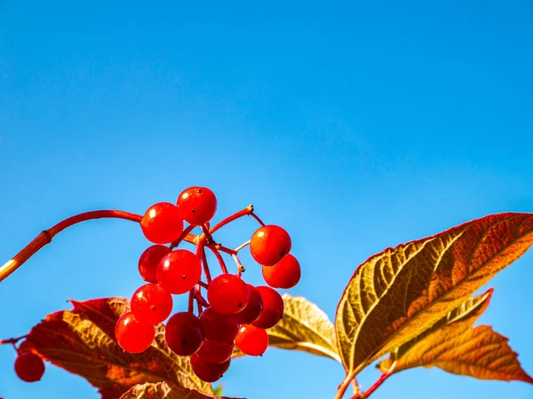 가을에 하늘을 배경으로 르눔의 열매를 잎이다 윤리학 시즌이다 — 스톡 사진