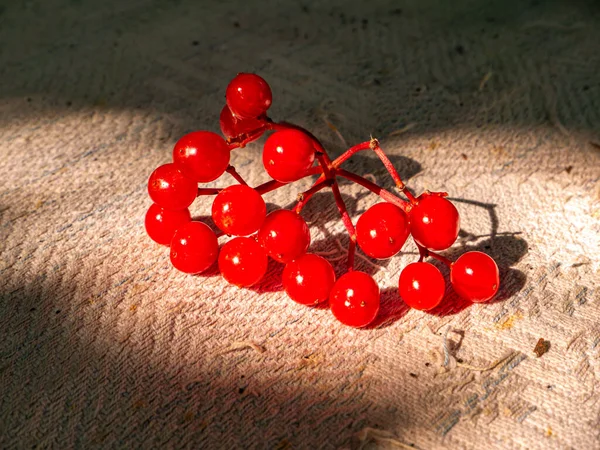Őszi Vörös Vibrátor Szüret Asztalon Szüreteljük Vörös Vibrátor Gyümölcsét Vörös — Stock Fotó