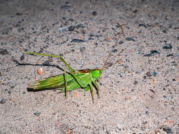 沙上坐着一只绿色的大蝗虫 霍普蝗虫害虫 田里农作物的害虫 生态多样性 动物世界野性 背景图像 — 图库照片