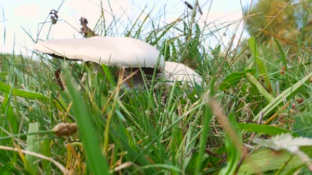 田菇香菇生长在绿草中 蘑菇蘑菇农场 收获季节 食用菌 蓝天自然景观 绿色的草地 — 图库视频影像