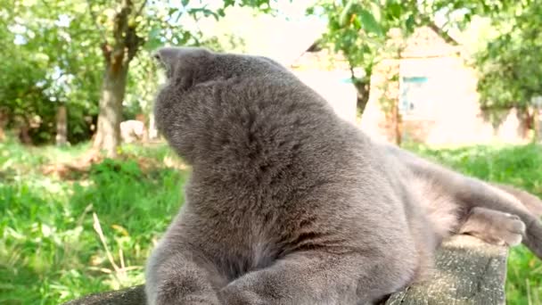 Γλείφοντας Γκρι Scottish Fold Γάτα Στο Δρόμο Σπιτικό Σκωτσέζικο Γατάκι — Αρχείο Βίντεο