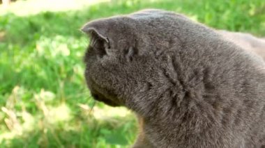 Sokaktaki gri İskoç Katliamı kedisi. Ev kedisi İskoç kedisi. İngiliz kedi cinsi. Turuncu gözler. Evcil hayvanlar. Yavru kedi ailesinin yırtıcıları. Sokaktaki hayvanlar gibi. Hayvanlara yardım etmek. Yeşil çimenler. Video.