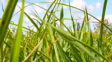 Yeşil çimenler mavi gökyüzüne karşı rüzgarda sallanıyor. Bulutlu ufukta yeşil alan çimenleri. Doğal çayır. Yaz turist sezonu. Doğal arka plan. Video.