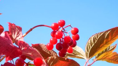 Rüzgarda sallanan kırmızı viburnum yaprakları ve meyveleri. Kırmızı viburnum böğürtlenleri topluyorum. Sonbahar kırmızı yaprakları. Sonbahar sezonu. Mavi açık gökyüzü. Güneşli açık bir gün. Etnik bilim. Video.