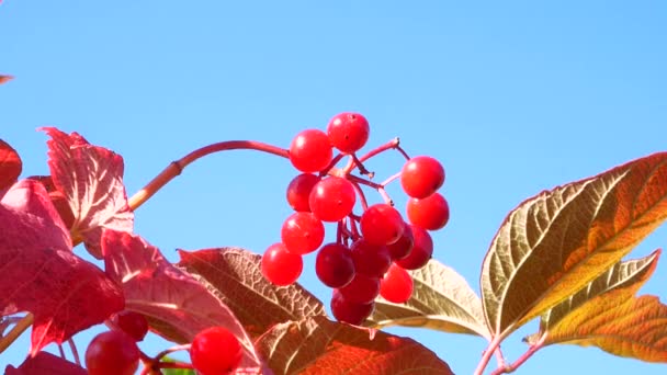 Früchte Und Blätter Von Rotem Viburnum Wind Ernte Roter Viburnum — Stockvideo