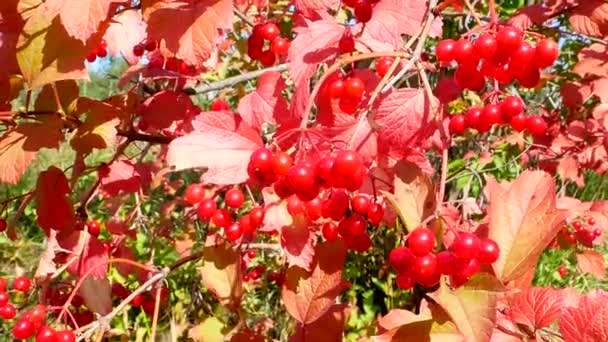 Frutas Folhas Viburno Vermelho Vento Colheita Bagas Vermelhas Viburnum Folhagem — Vídeo de Stock