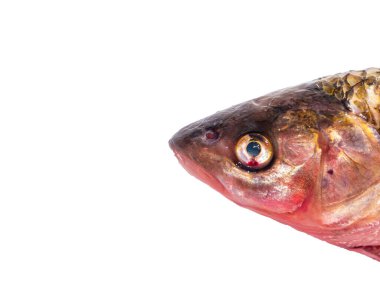 Tombul balık kafası beyaz arka planda izole edilmiş. Balık avı Chub. Tatlı su balıkçılığı. Balık günü. Yemek pişirmek. Bulaşık menüsü. İyi. Beyaz arka plan. Ürün. Mesaj için yer. Poster.
