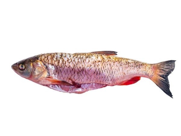 Tatlı su balığı chub beyaz arka planda izole. Balık avı Chub. Tatlı su balıkçılığı. Balık günü. Yemek pişirmek. Bulaşık menüsü. İyi. Beyaz arka plan. Ürün. Mesaj için yer. Poster.