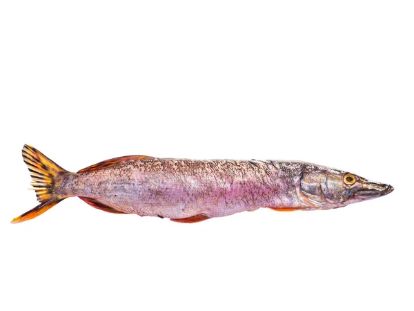 Räuberischer Hechtfisch Isoliert Auf Weißem Hintergrund Fang Von Hechten Süßwasserfischerei — Stockfoto